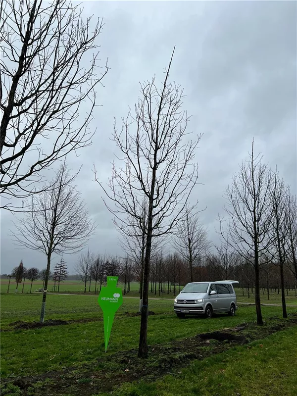 Quercus frainetto