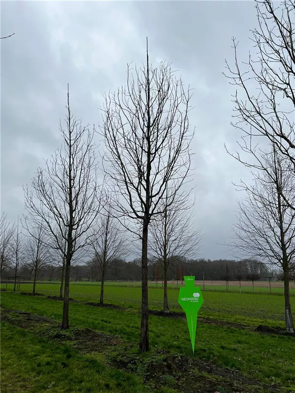 Quercus frainetto