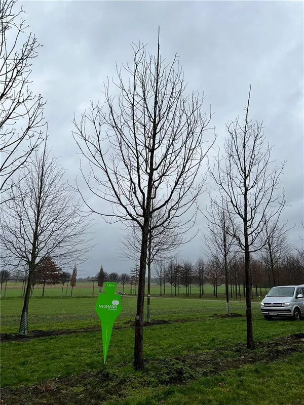 Quercus frainetto