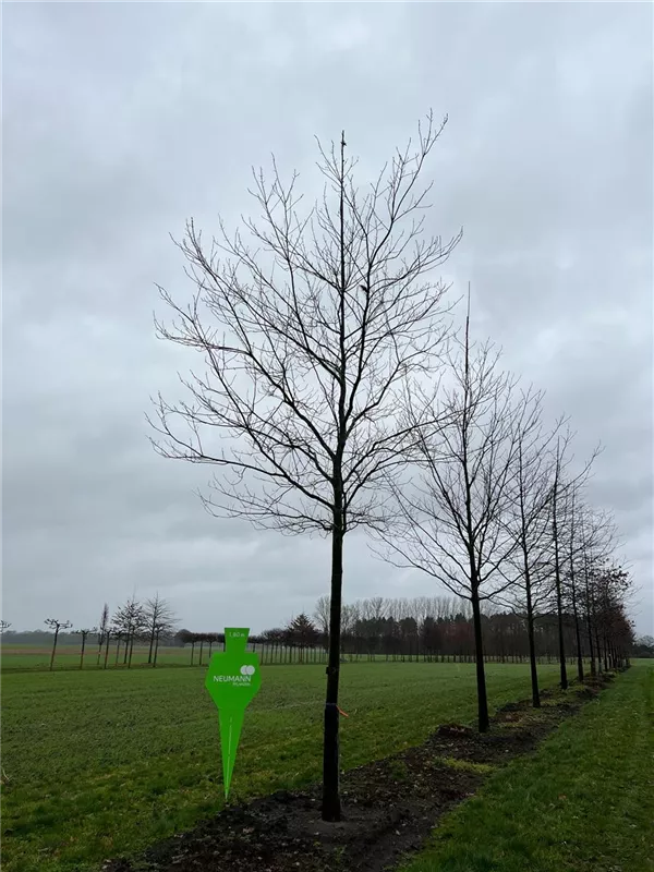 Quercus rubra