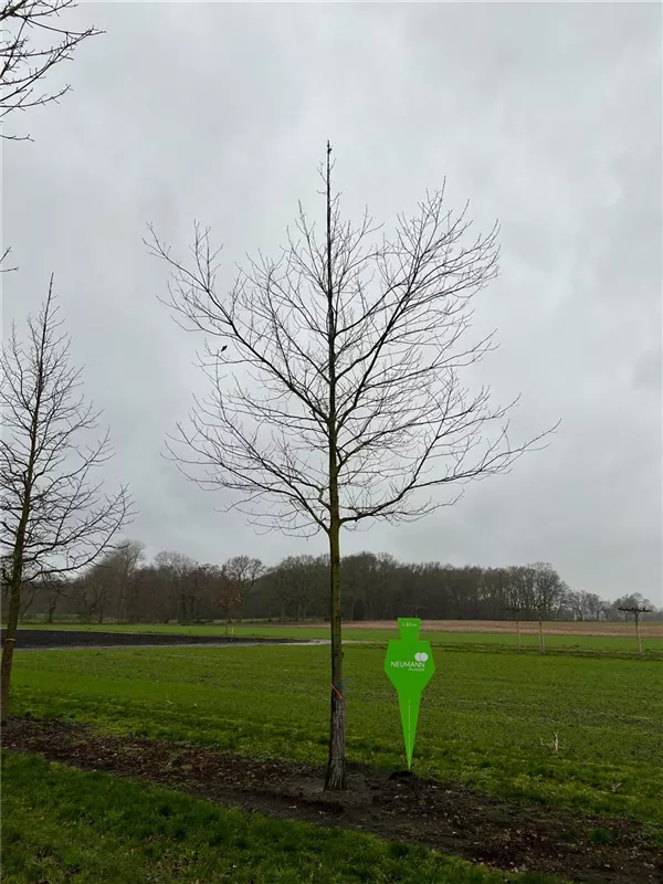 Quercus rubra