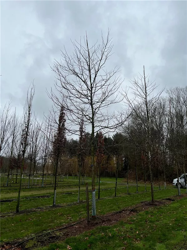 Gleditsia triacanthos 'Skyline'