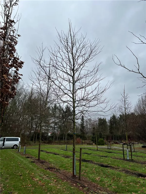 Gleditsia triacanthos 'Skyline'