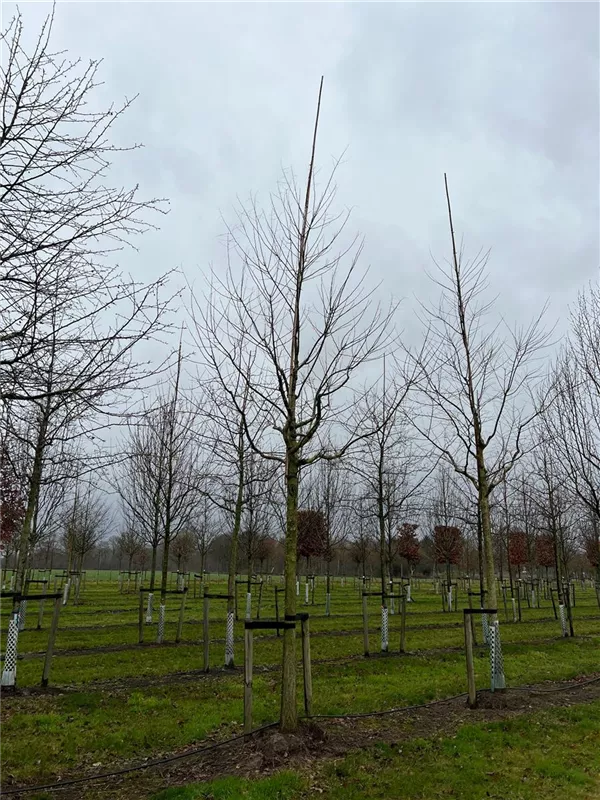 Sophora japonica