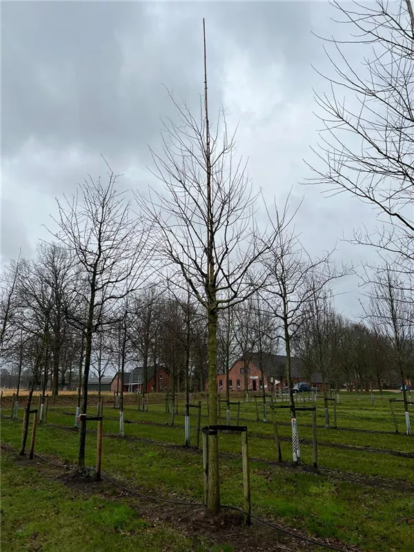 Sophora japonica