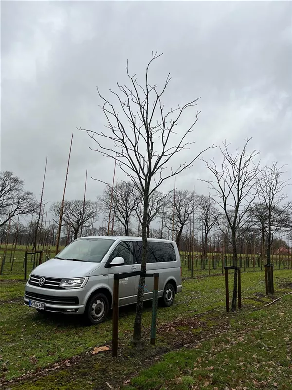 Aesculus flava 'Vestita'