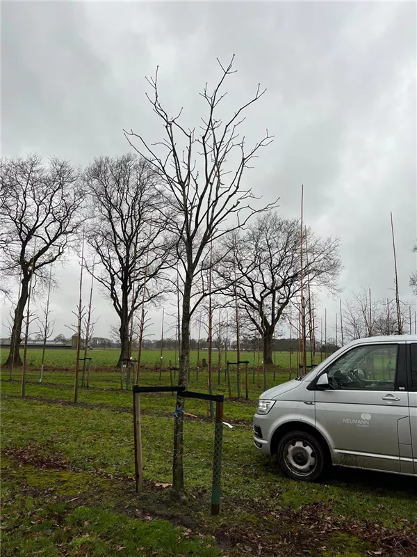 Aesculus flava 'Vestita'