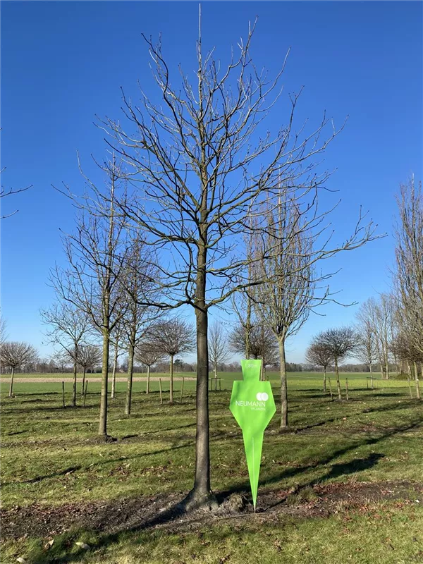 Aesculus carnea 'Briotii'