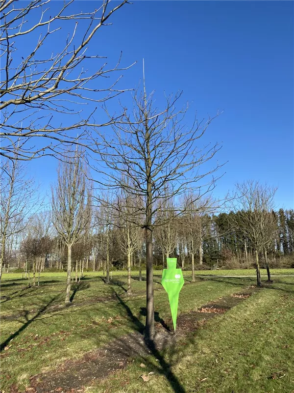 Aesculus carnea 'Briotii'