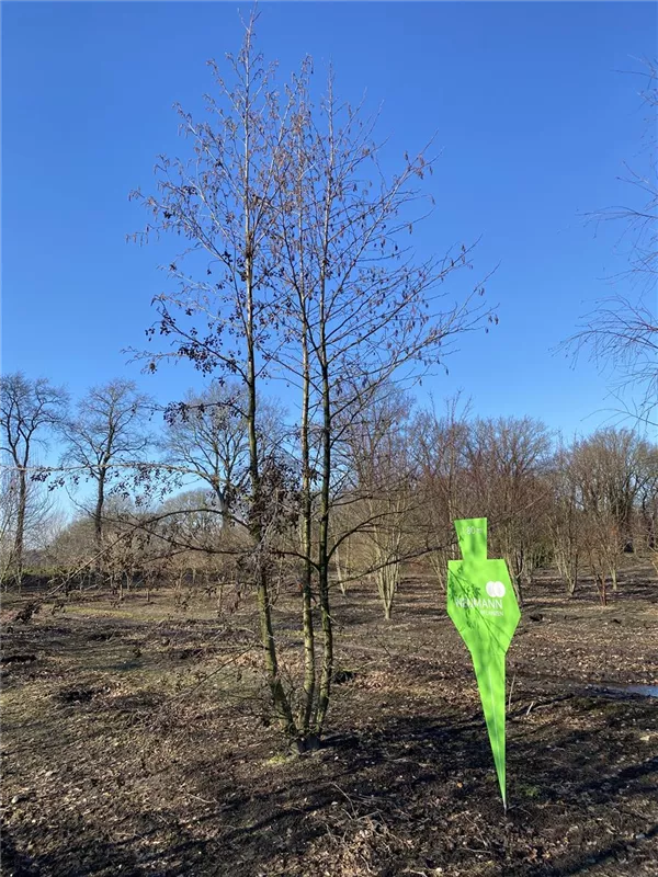 Alnus glutinosa