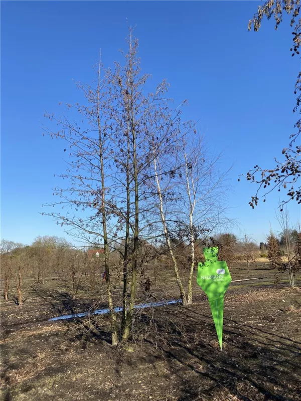Alnus glutinosa