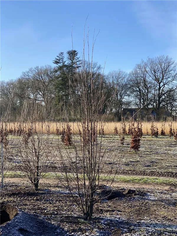 Cercidiphyllum japonicum