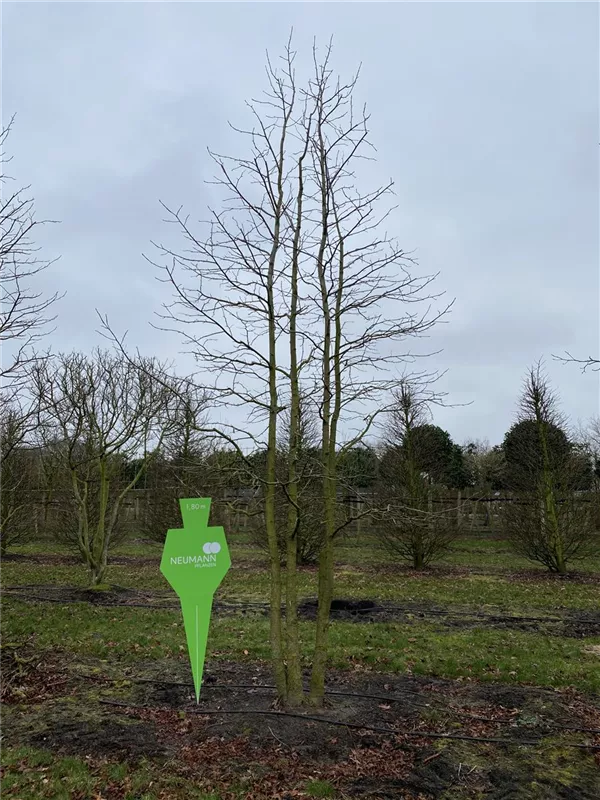 Liquidambar styraciflua