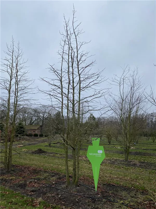 Liquidambar styraciflua