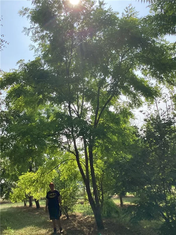 Robinia pseudoac.'Frisia'