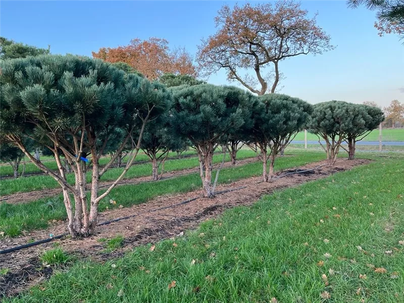 Pinus sylvestris 'Watereri'