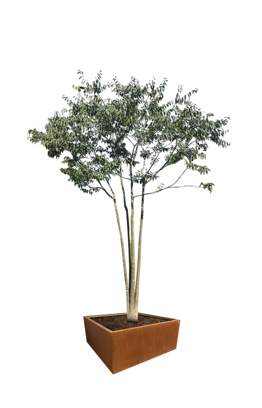 Celtis australis