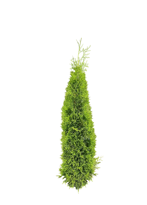 Thuja occidentalis 'Brabant'
