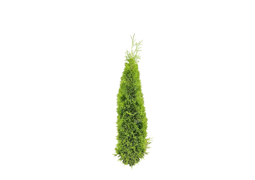Lebensbaum 'Brabant'