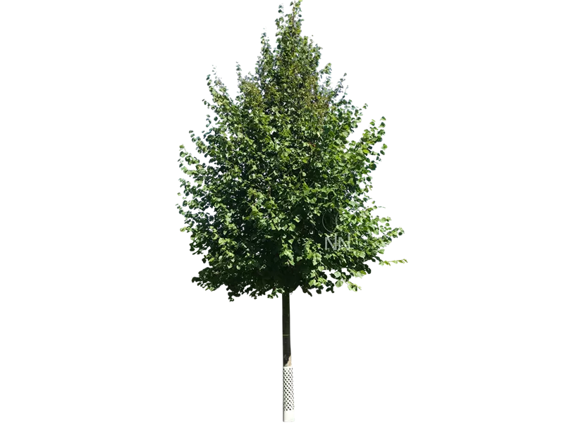 Tilia cordata