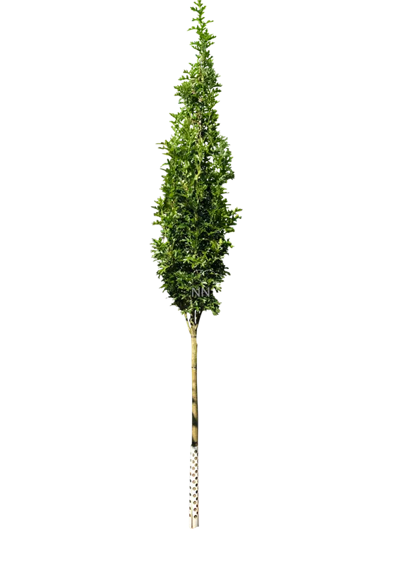 Quercus palustris 'Green Pillar' -R-
