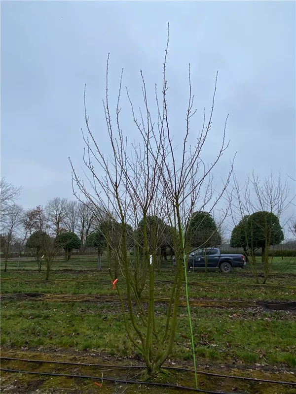Prunus serrulata 'Kanzan'