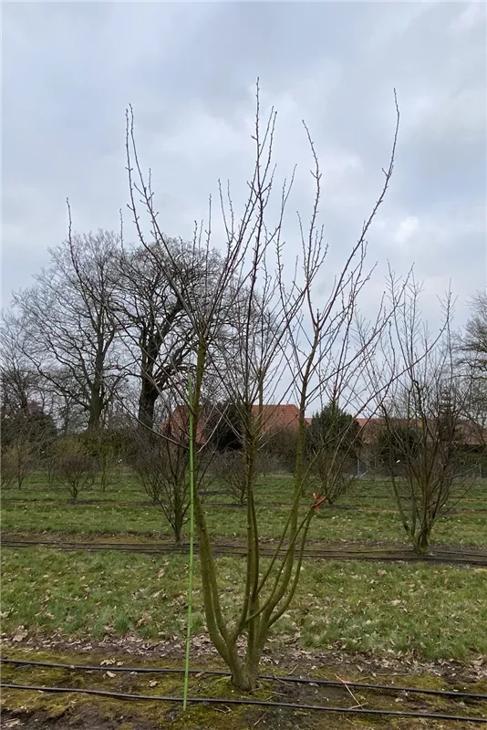 Prunus serrulata 'Kanzan'