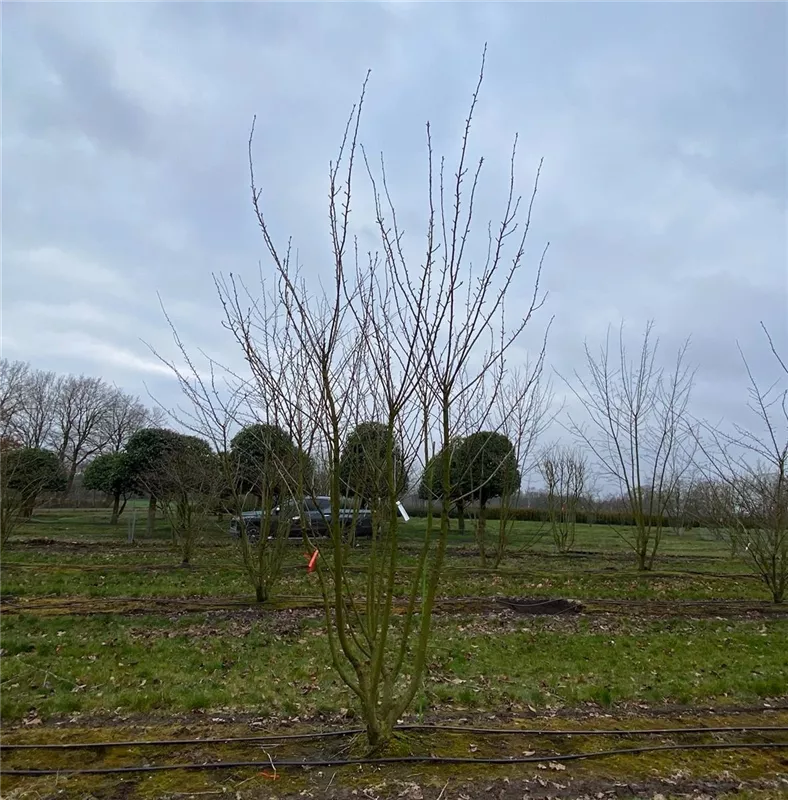 Prunus serrulata 'Kanzan'