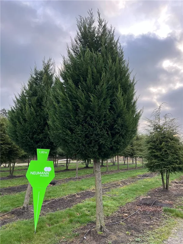 Cupressocyparis leylandii