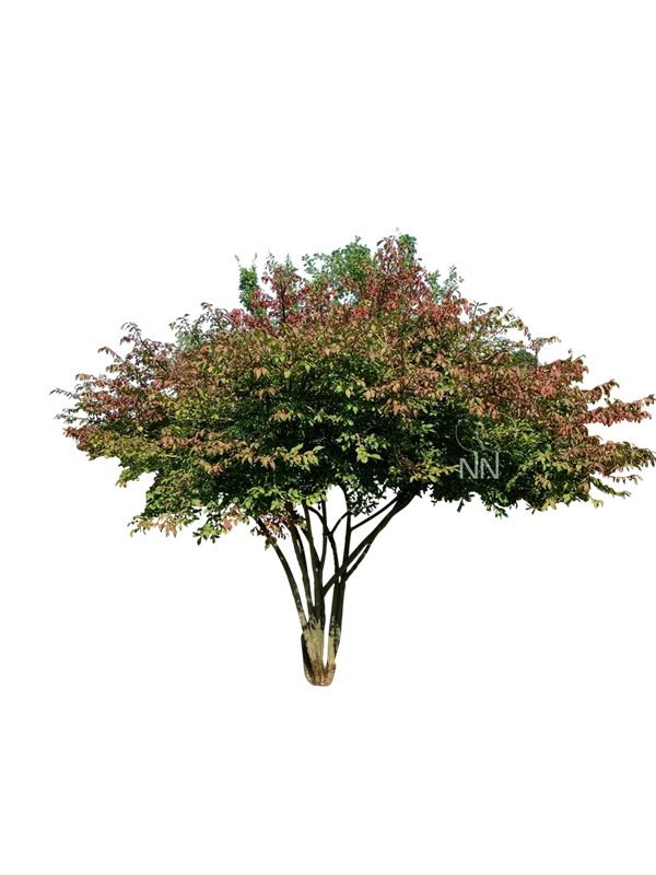 Euonymus alatus