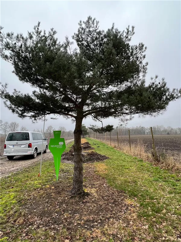 Pinus sylvestris