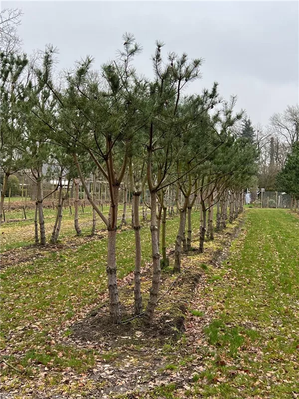 Pinus sylvestris