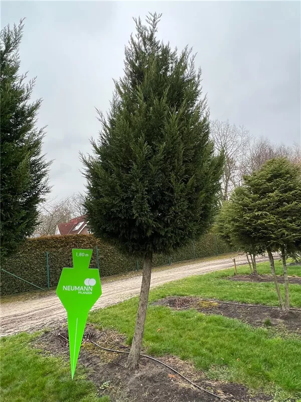 Cupressocyparis leylandii
