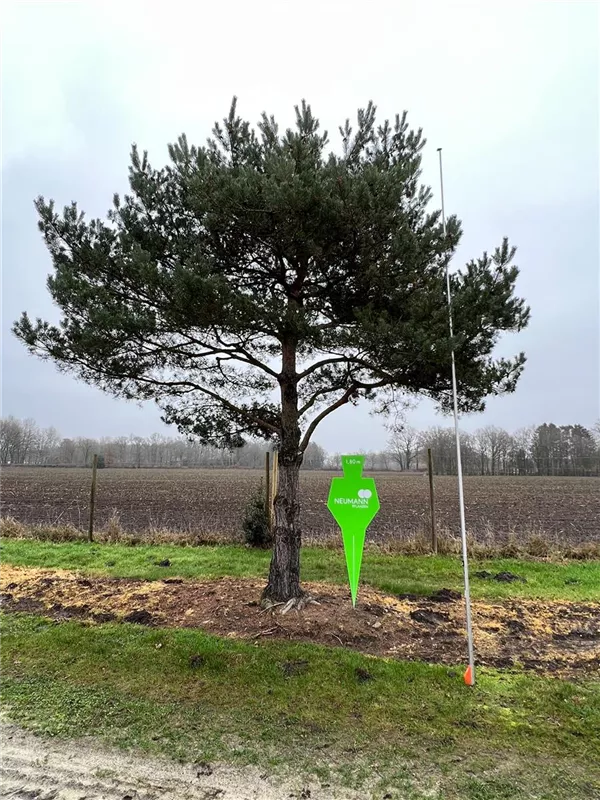 Pinus sylvestris