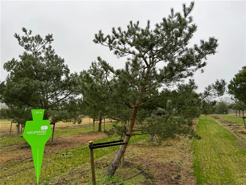 Pinus sylvestris