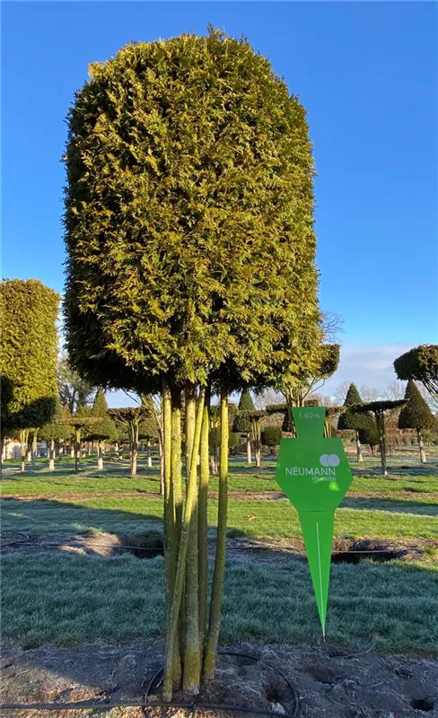 Thuja occidentalis 'Brabant'