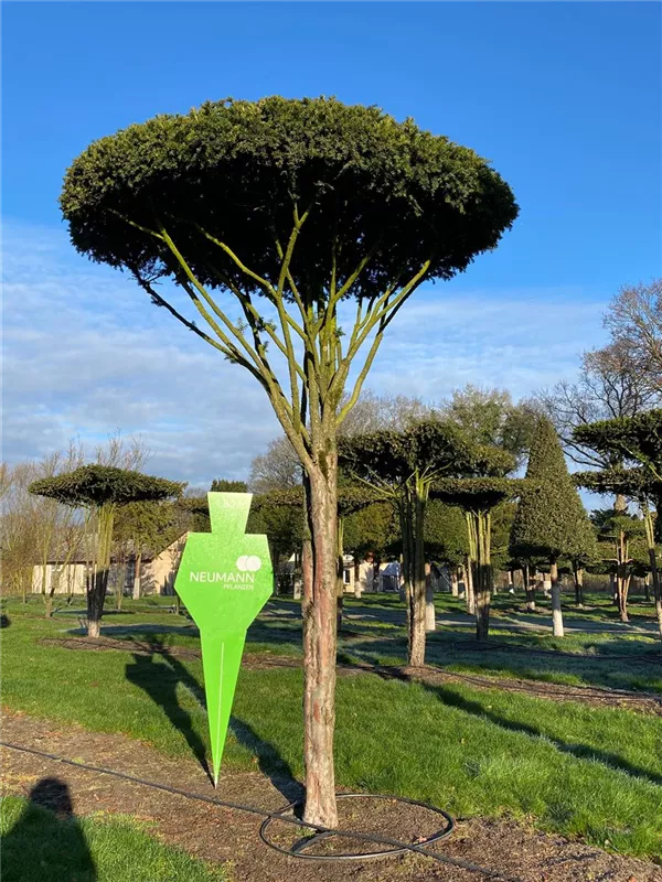 Taxus baccata