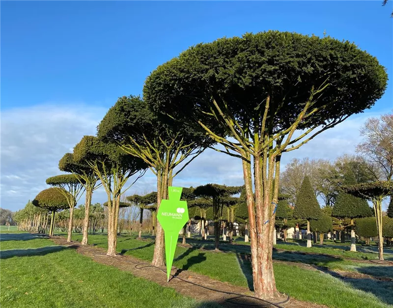 Taxus baccata