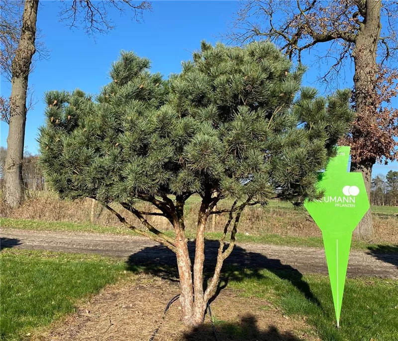 Pinus sylvestris 'Watereri'