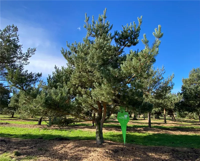 Pinus sylvestris