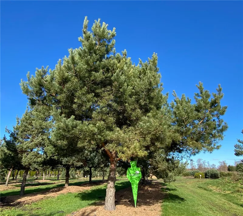 Pinus sylvestris