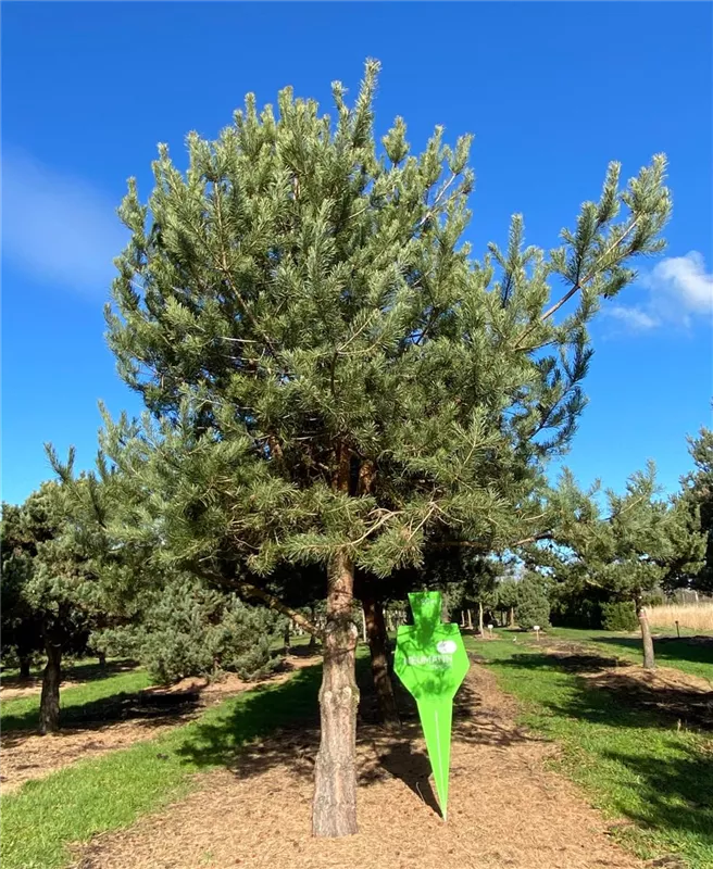 Pinus sylvestris