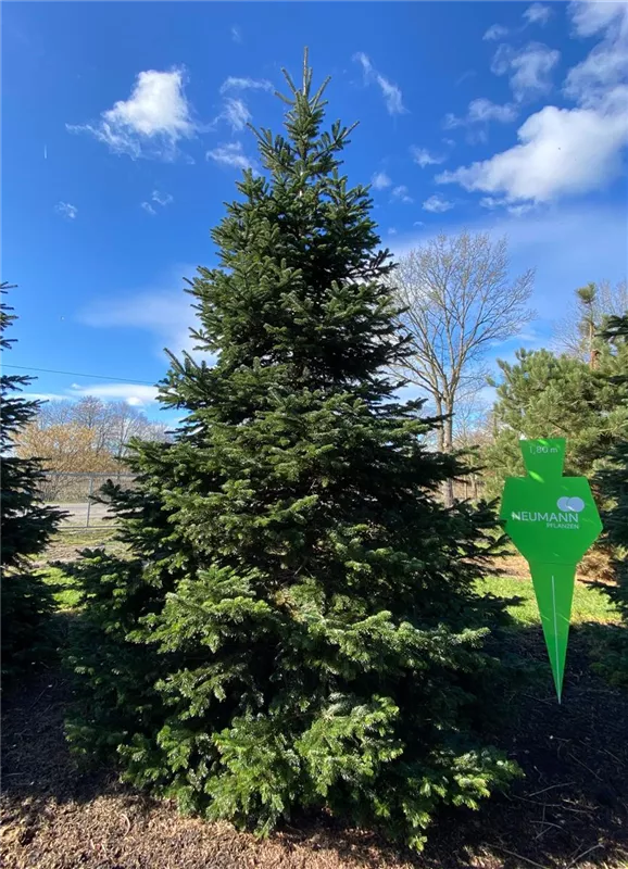 Abies nordmanniana