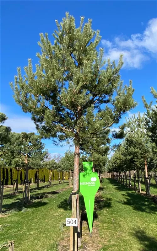 Pinus sylvestris