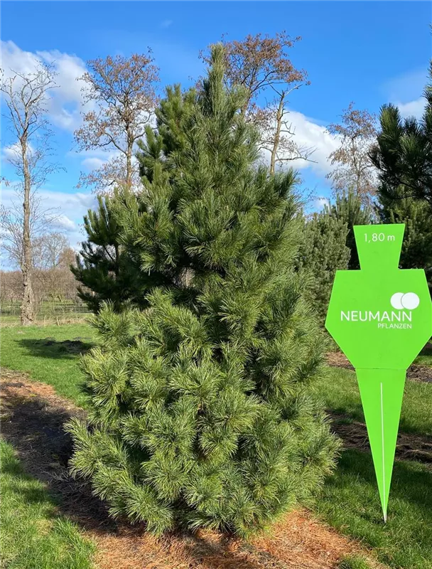 Pinus cembra