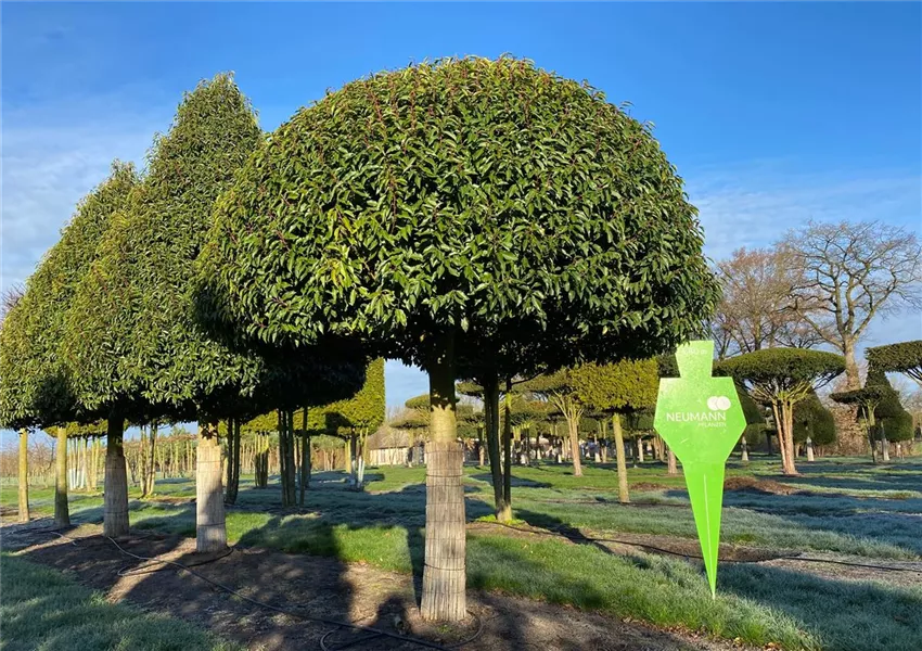 Portug.Lorbeerkirsche 'Angustifolia'