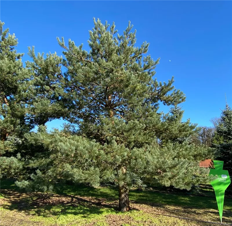 Pinus sylvestris