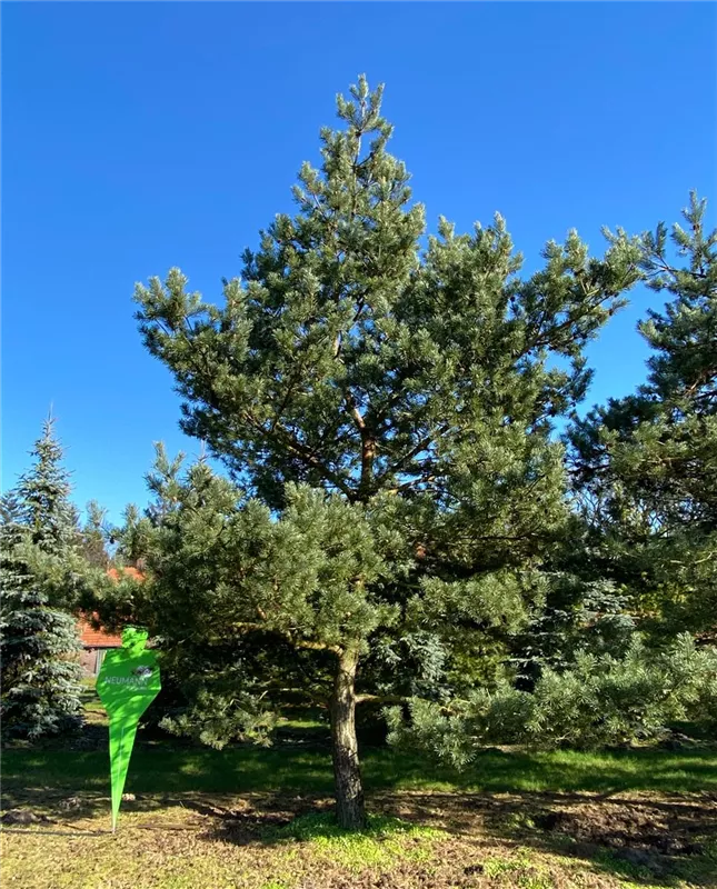 Pinus sylvestris