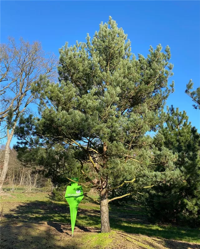 Pinus sylvestris