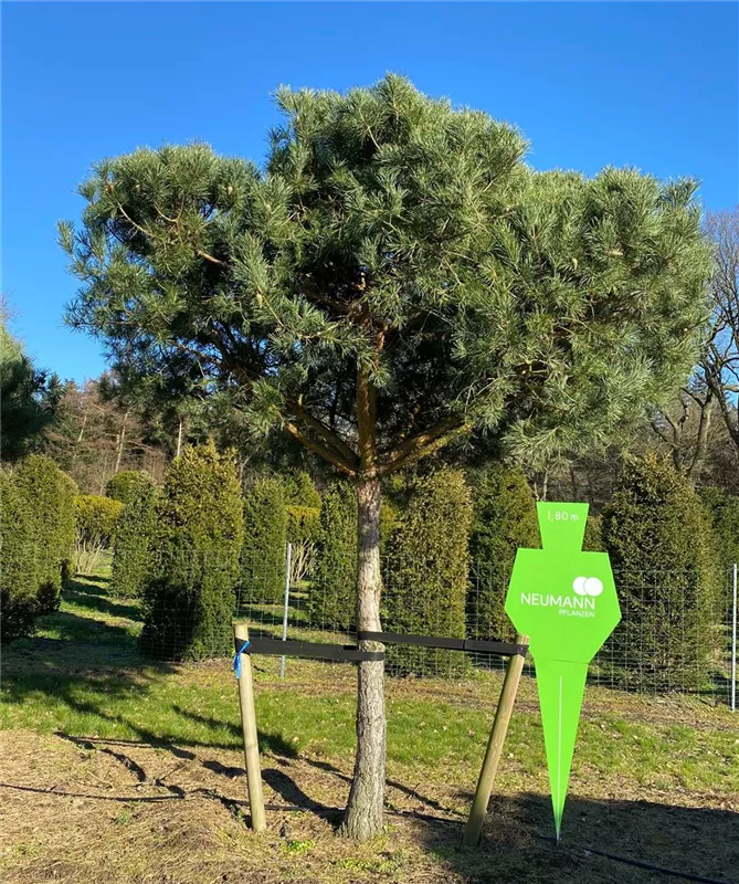 Pinus sylvestris